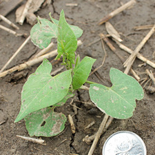 wild buckwheat herbicide agriculture canada nufarm canada wild buckwheat