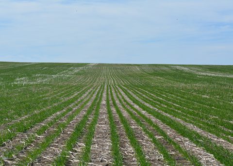 Fierce Herbicide Label Expands - Nufarm Canada