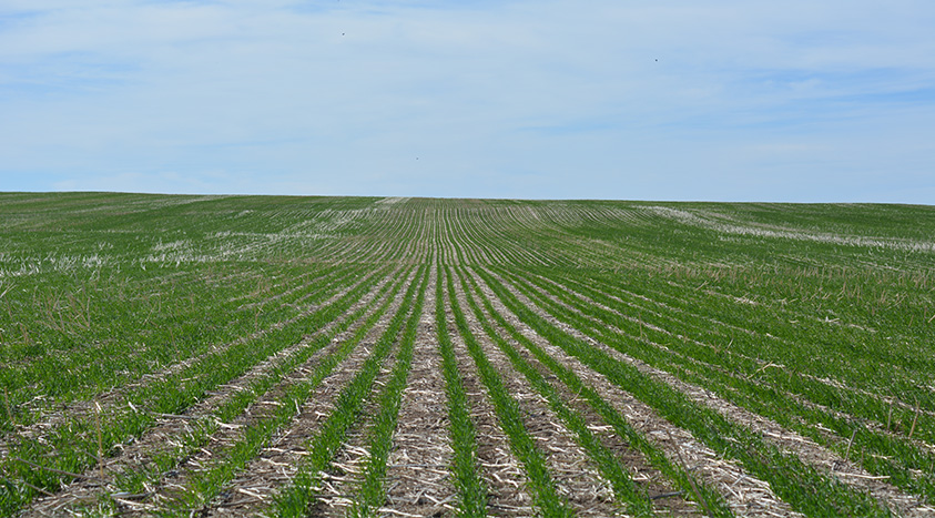 Introducing Valtera Cereals | Nufarm Canada