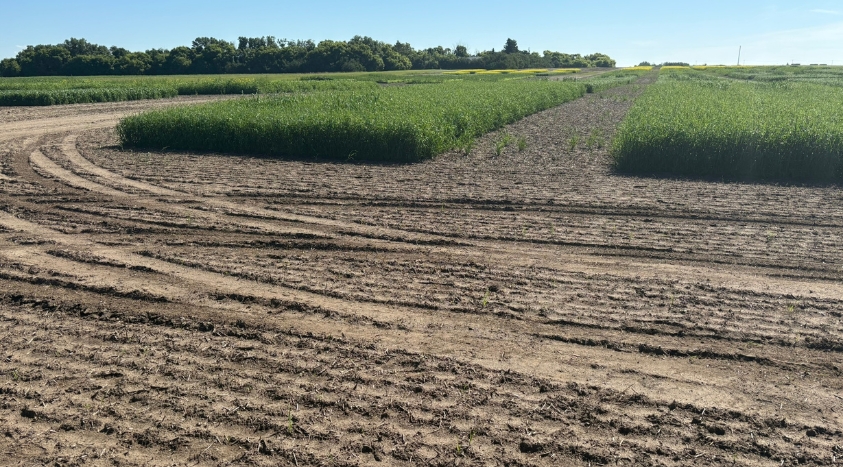 Herbicide layering: Building overlapping weed control throughout the ...