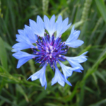 Kornblume
EPPO-CODE: CENCY
