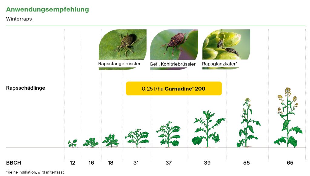 Carnadine 200 Anwendungsempfehlung