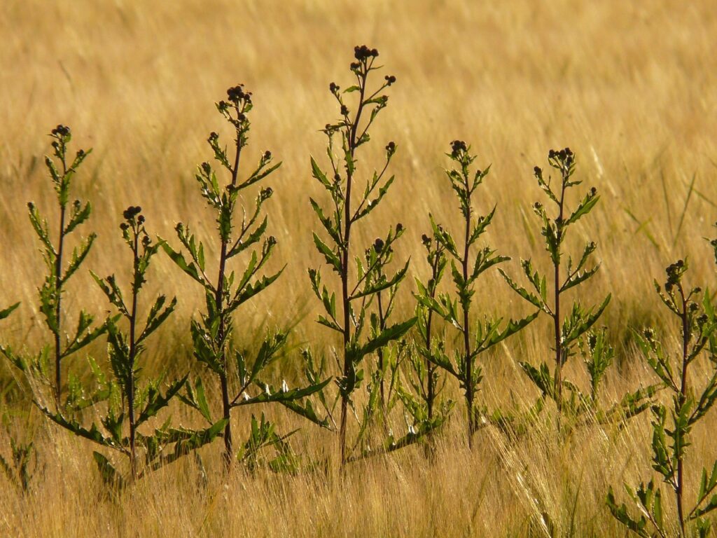 Acker-Kratzdistel im Feld