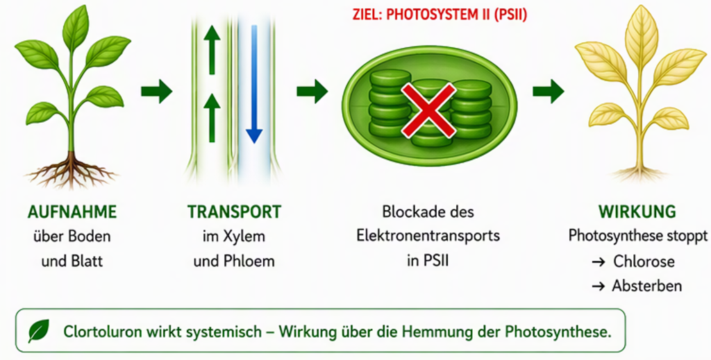 CTU wirkt systemische - Wirkung über die Hemmung der Photosynthese.