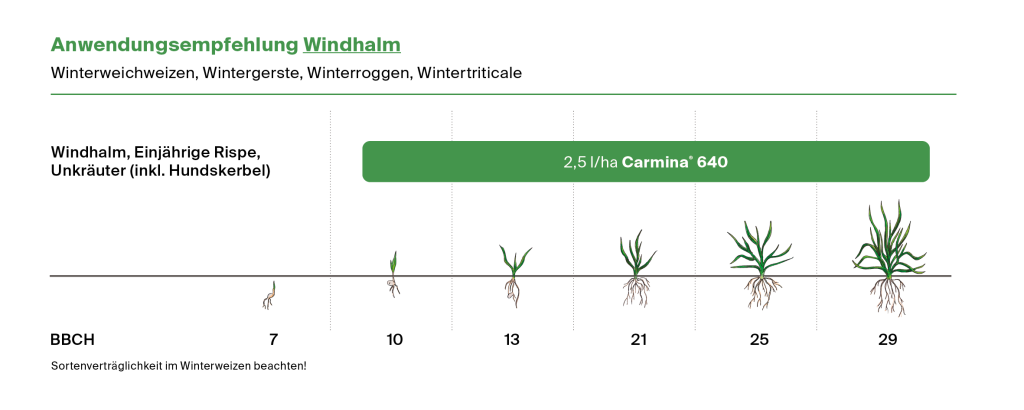 Anwendungsempfehlung Windhalm