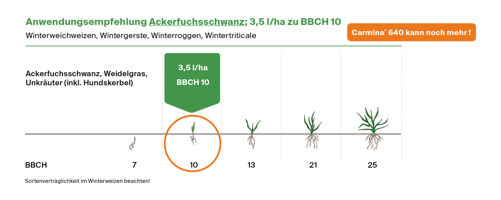 Anwendungsempfehlung Ackerfuchsschwanz: 3,5/ha zu BBCH 10