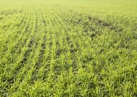 Getreidepflanzen klein