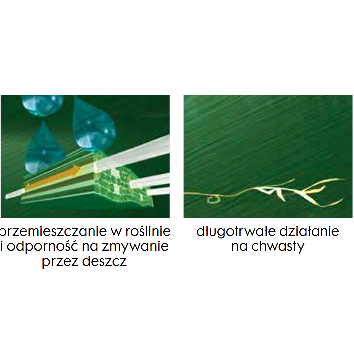 zdjęcie pokazuje jak fusilade forte przemieszcza się w roślinie