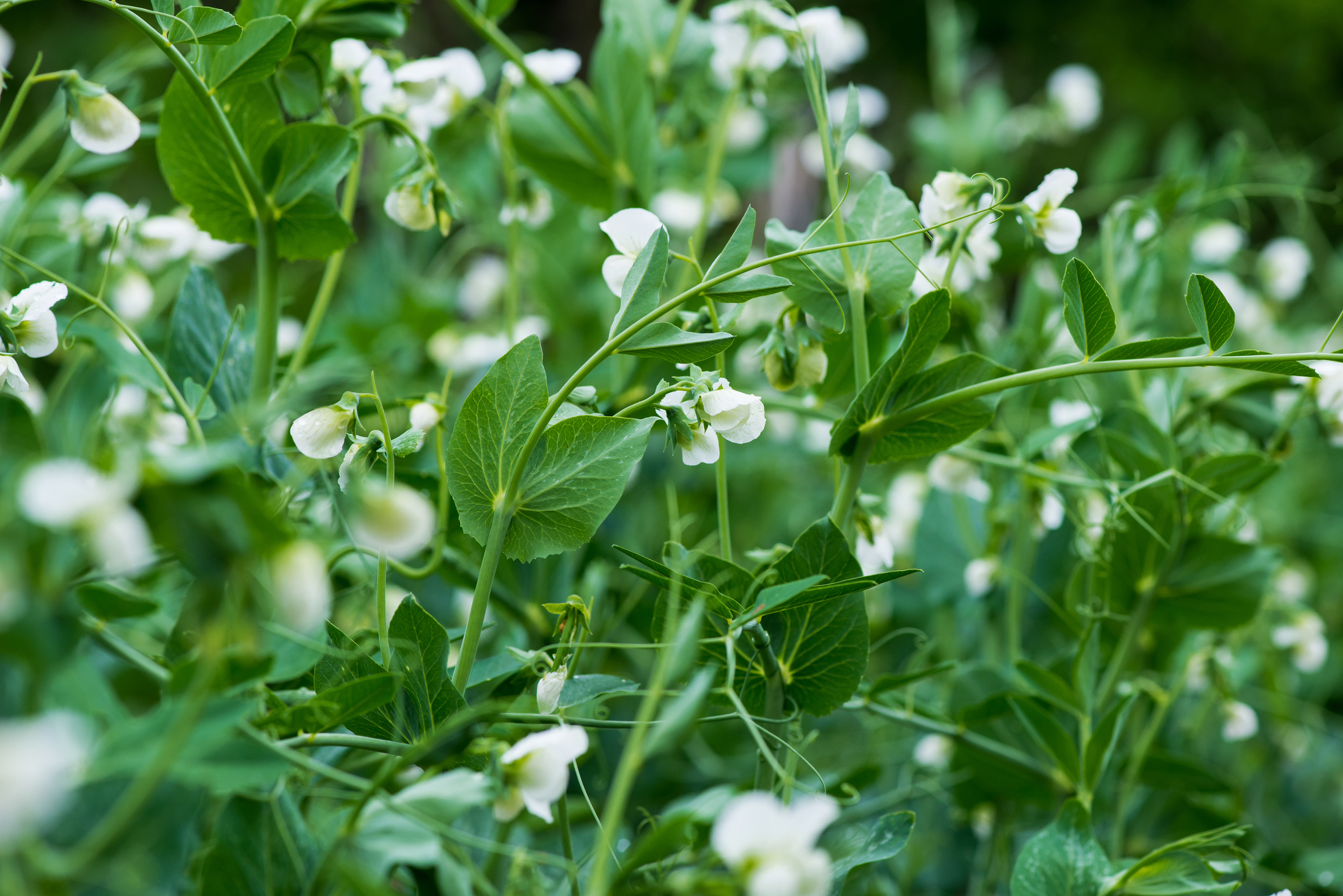 Fresh pea plants in an early spring garden Nufarm UK