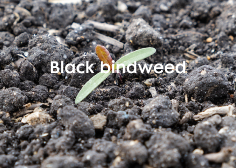 cannabis for sale uk