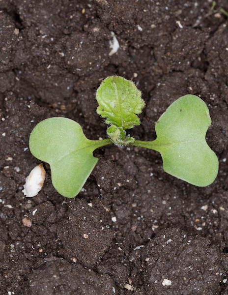 Charlock - Nufarm UK