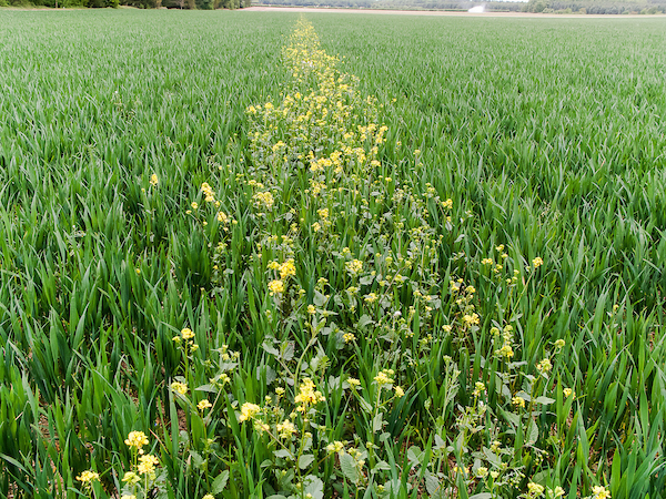 Charlock - Nufarm UK
