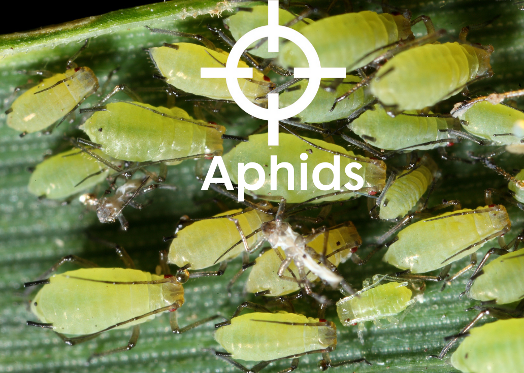 Carnadine; Broad Spectrum Insecticide - Nufarm UK