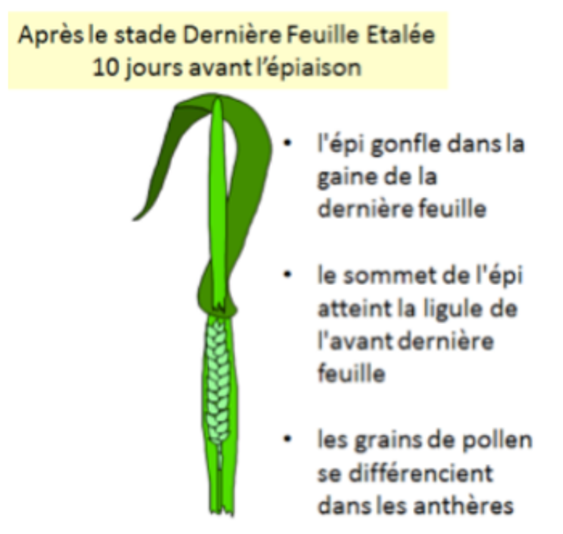 Meiose sur céréales