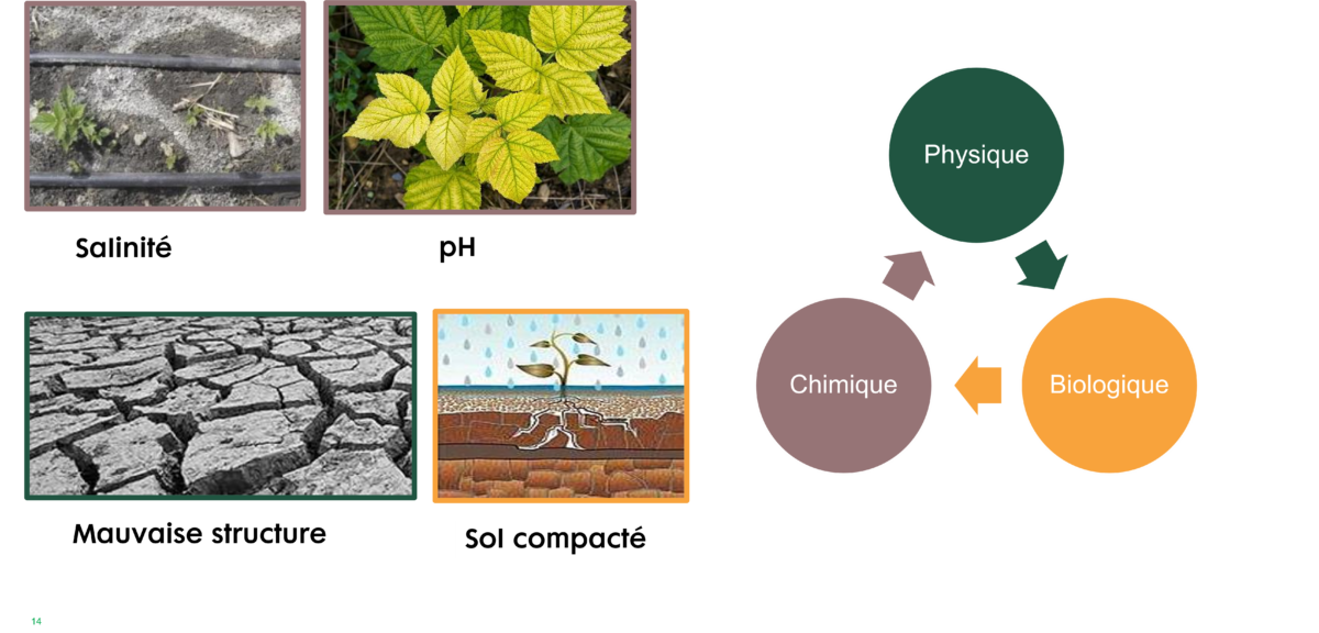 Bien comprendre la structuration du sol Nufarm France