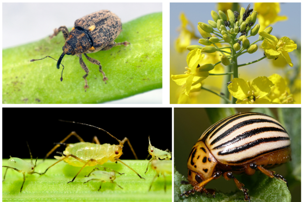 Insekticidy společnosti Nufarm působí proti širokému spektru škůdců v mnoha plodinách.